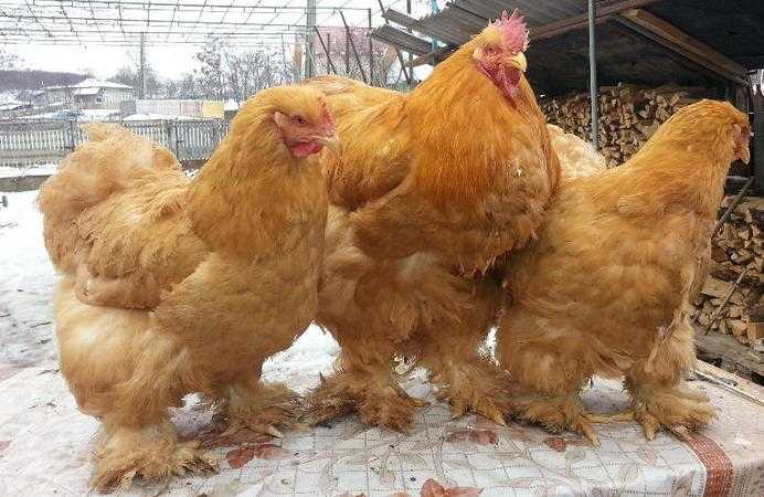 Самая большая курица в мире вес
