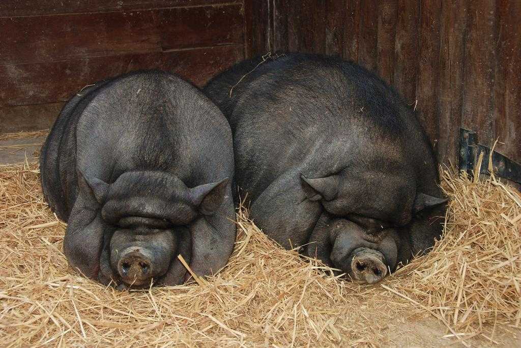 Вьетнамские свиньи лежат на подстилке.