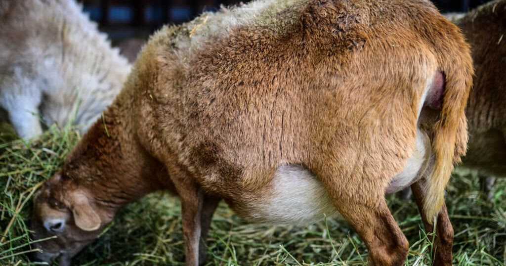 Беременная овца ест корм