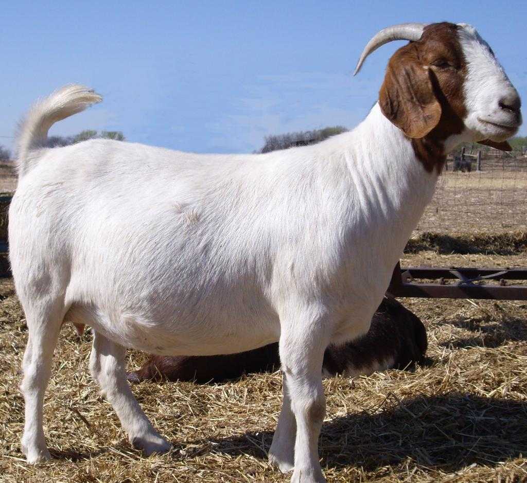 Бурская порода коз цена