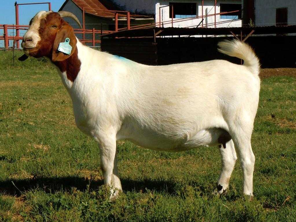 Бурские козы описание породы
