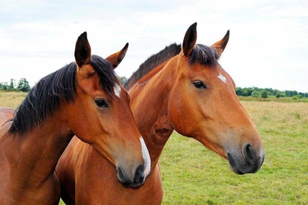 Описание и особенности коней буланой масти