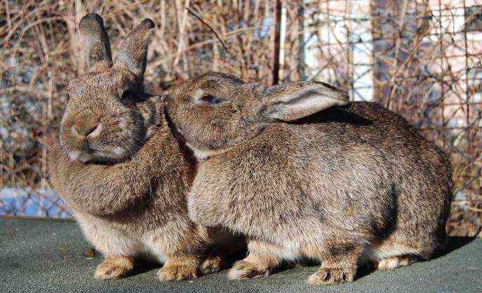 Чистопородные кролики