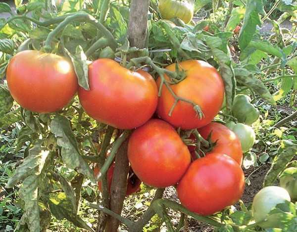 ультраскороспелые сорта томатов для открытого грунта