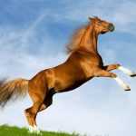 Карабахские лошади: история и описание породы (фото)