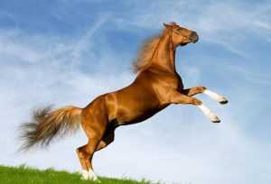 Карабахские лошади: история и описание породы (фото)