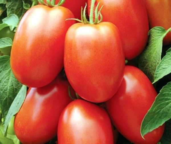 Выращивание томатов в открытом грунте в Сибири