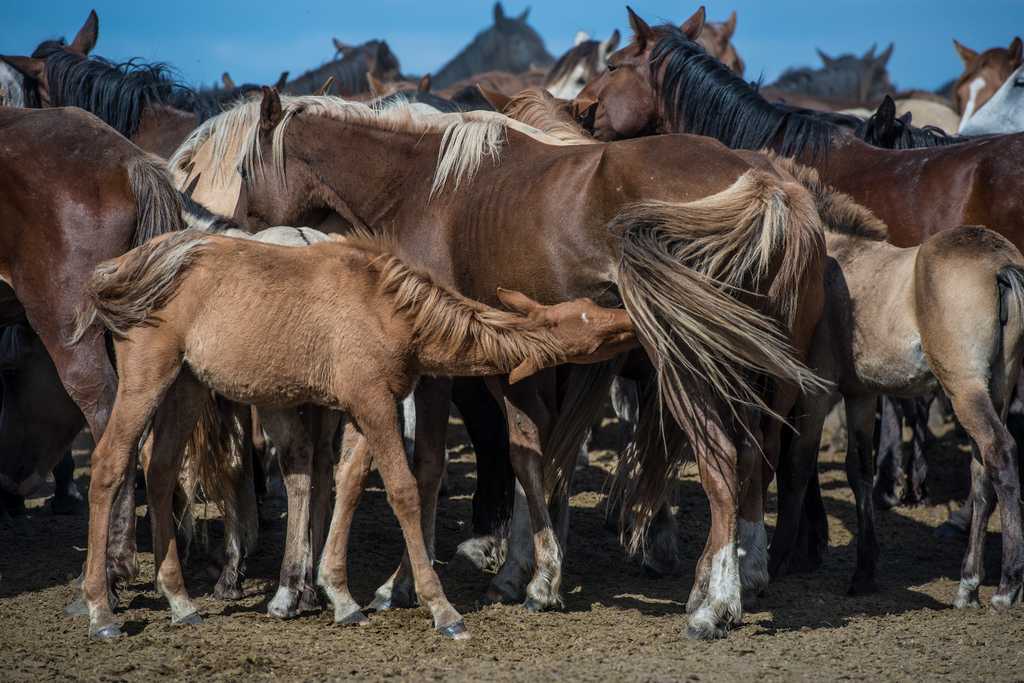 Порода казахской верховой лошади