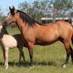 Буланая масть лошади: описание, история, характеристика и интересные факты