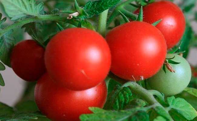 ультраскороспелые сорта томатов для открытого