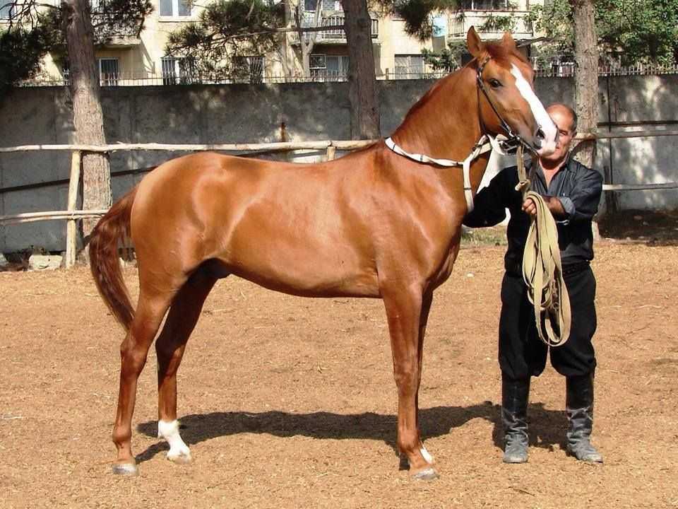 карабахские лошади описание