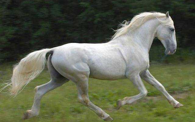 Породы лошадей в Московской области