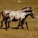 Алтайская порода лошадей: описание, характеристика, экстерьер, разведение