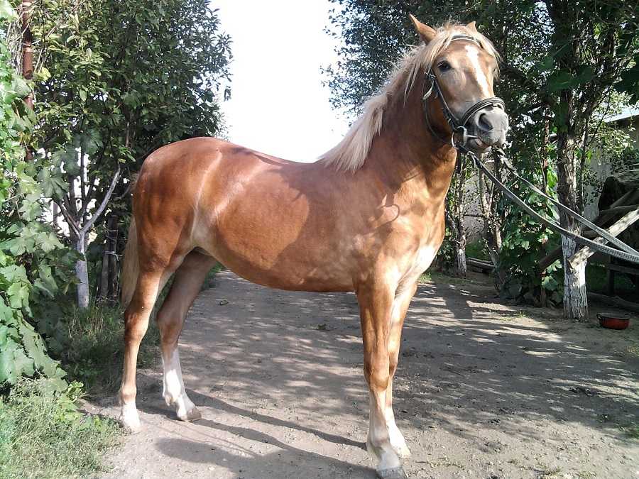 Какие породы лошадей разводят в Крыму: список