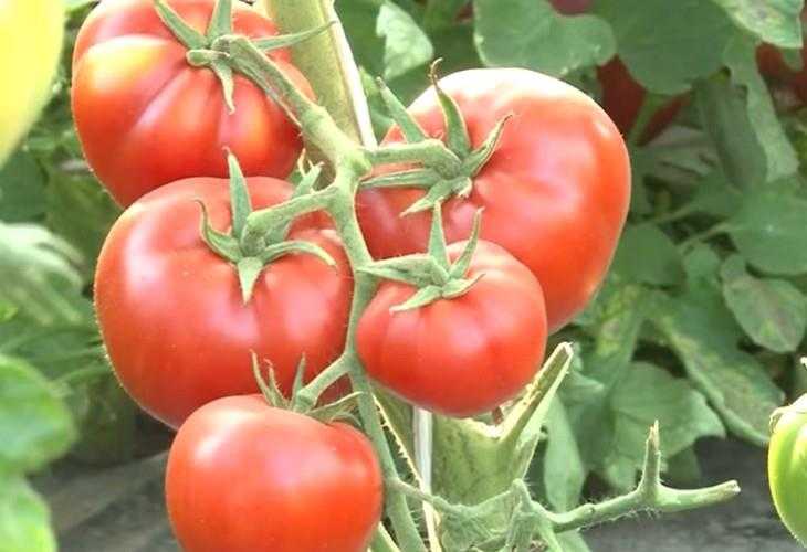 Лучшие сорта томатов для Сибири (для открытого грунта)