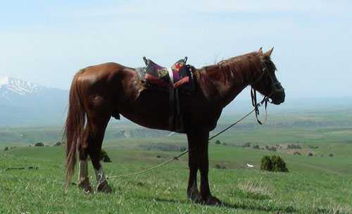 Казахские лошади