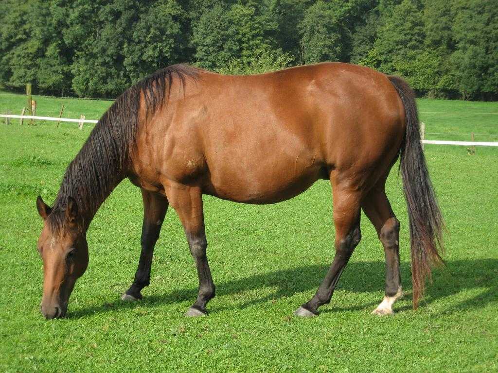 Карабахские лошади: история и описание породы (фото) — VkMP