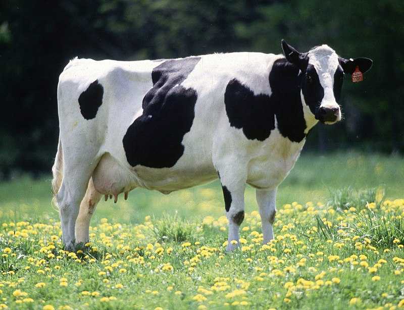 Экстерьер фризской коровы