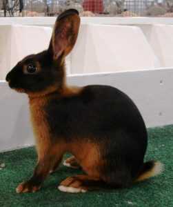 Черно-огненный кролик: описание породы, особенности ухода и содержания, фото