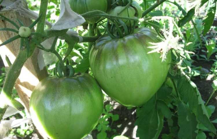 сорта томатов ультраскороспелый отзывы фото