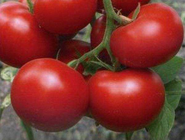 томат ультраскороспелый описание сорта