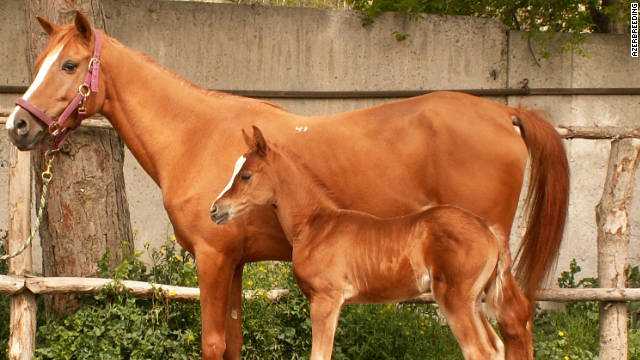 карабахские лошади