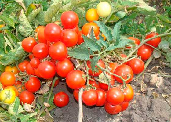 ультраскороспелые сорта томатов отзывы