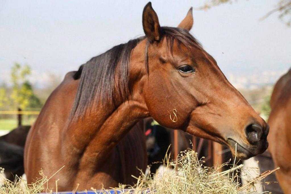 Казахская порода лошадей фото