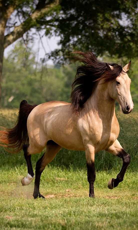 Красивые породы лошадей