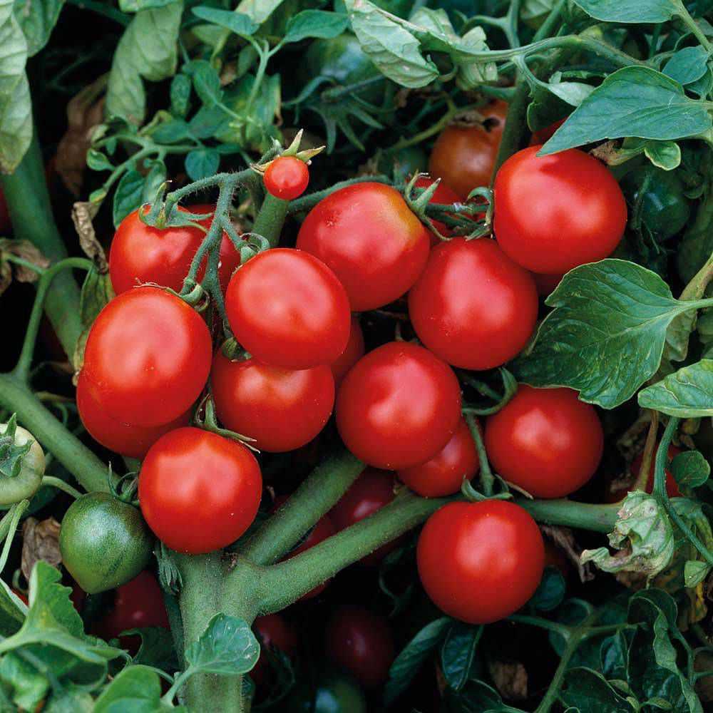 томат ультраскороспелый характеристика и описание сорта