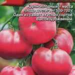 Томат "алтайский розовый": фото и описание, урожайность, отзывы