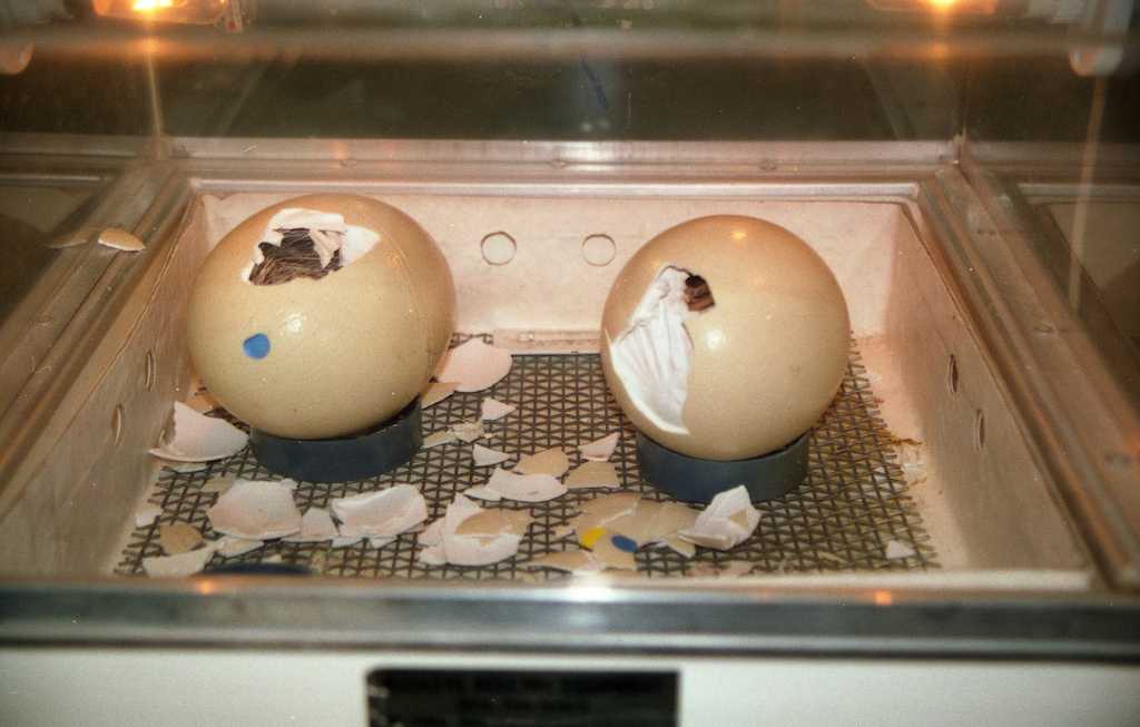 Инкубатор для страусиных яиц