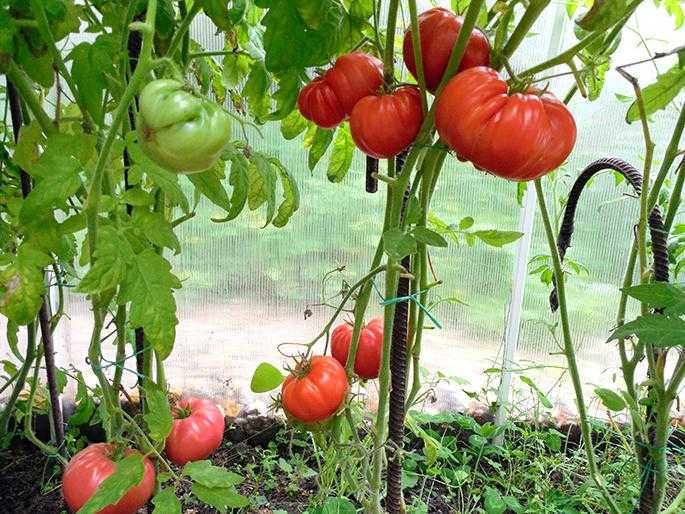 Кусты томатов Безразмерных