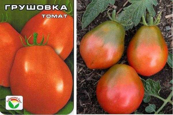 Грушовка томат фото