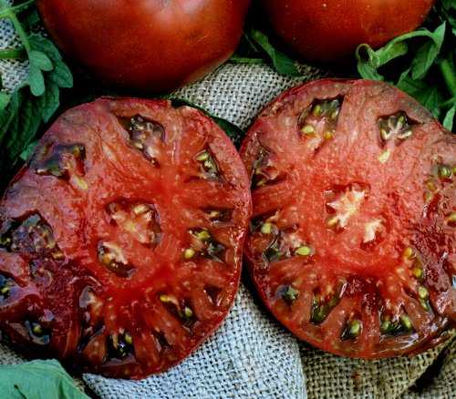 Мякоть плодов томатов