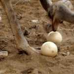 Как часто страусы несут яйца? Сколько яиц несет страус в месяц