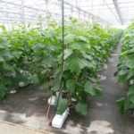 Какой сорт огурцов самый урожайный для теплицы: обзор, характеристики, особенности выращивания