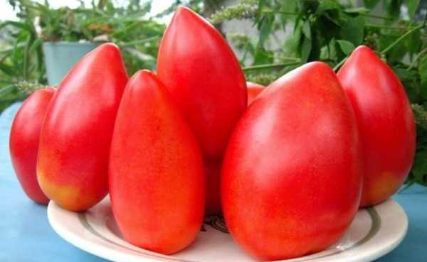 Форма томатов Безразмерного