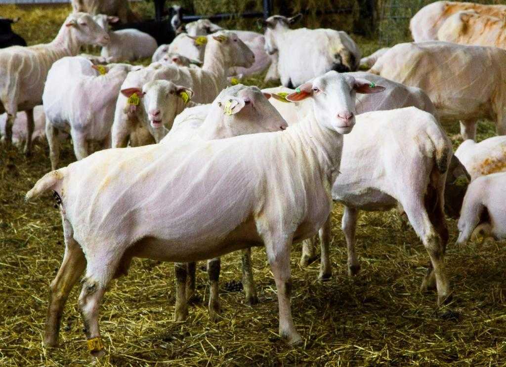 Овцы после стрижки
