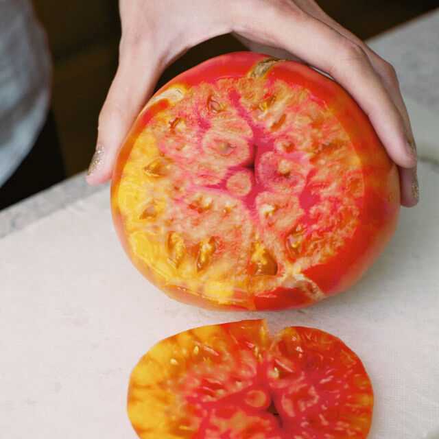 томат ананас описание
