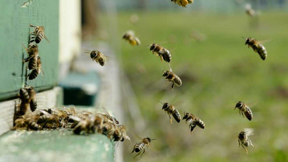 Пчелы с медом