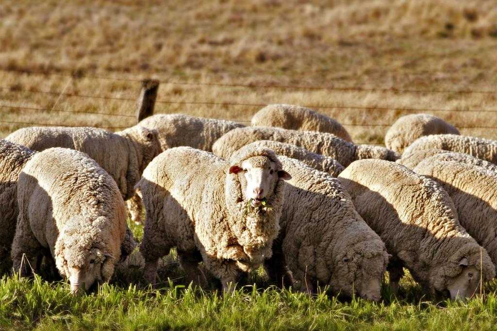 Овцы перед стрижкой