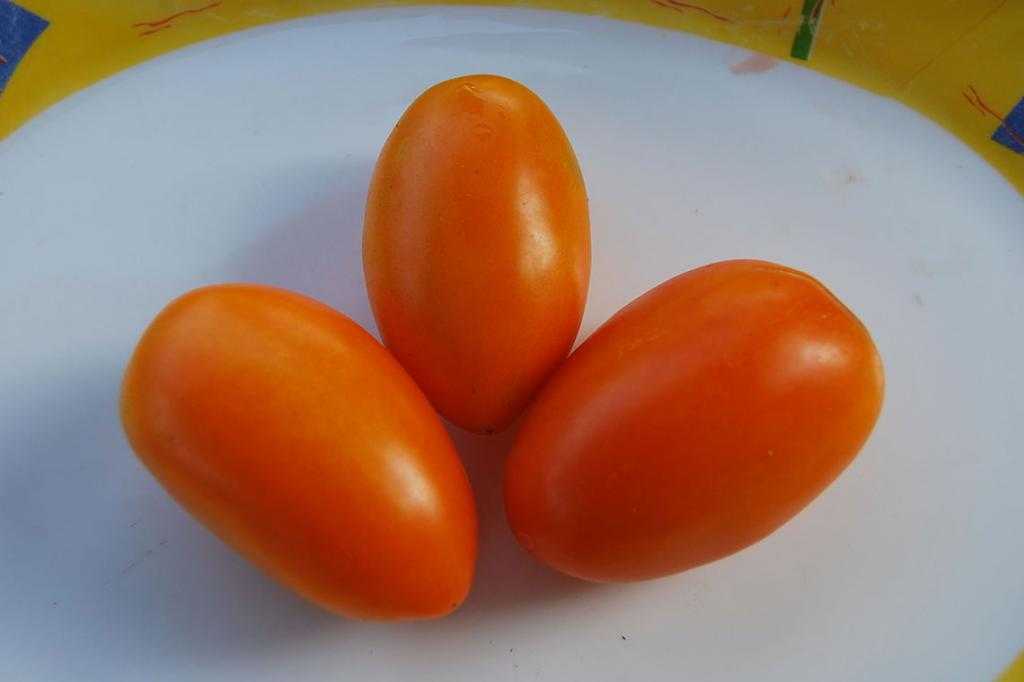 томат лисичка характеристика