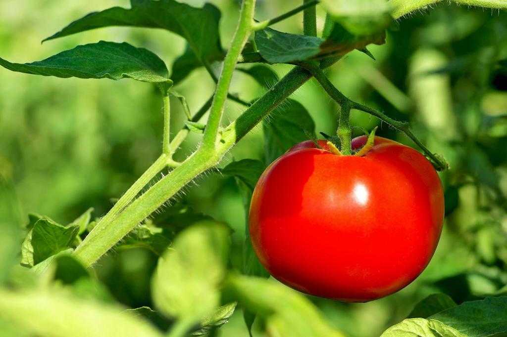 томаты марфа описание