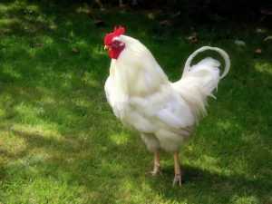 Сколько куриц на одного петуха нужно заводить в хозяйстве?
