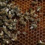 Содержание пчел в многокорпусных ульях: технология и методы