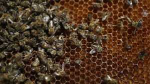 Содержание пчел в многокорпусных ульях: технология и методы