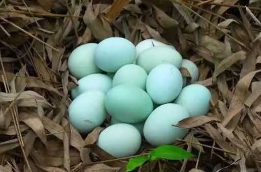 Зеленые яйца ухейилюй